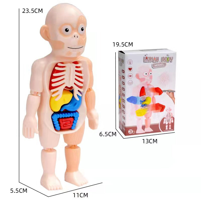 3D-Anatomie-Model für Kinder – Lernspielzeug mit Organen